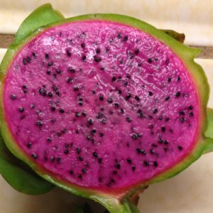 Edgars Baby Dragon Fruit