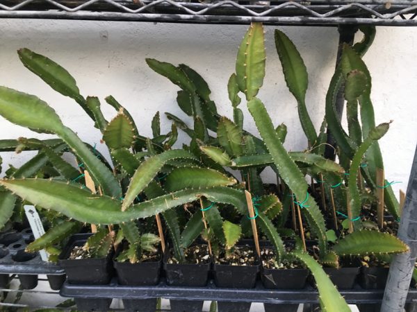 Yellow Dragon Fruit Plant