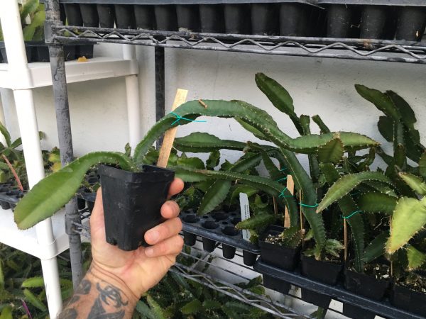 Yellow Dragon Fruit Plant