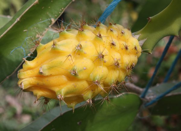 Yellow Dragon Fruit Plant