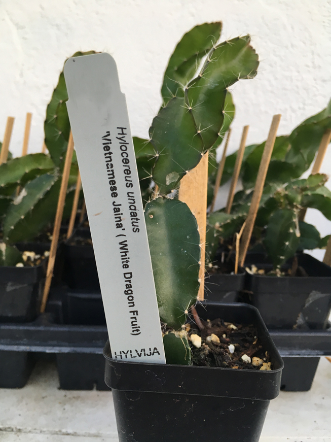 Dragon Fruit, White 'Vietnamese Jaina' (Hylocereus undatus)